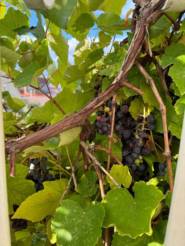 Гостиница Вилла Дежа Вю Адлер-186